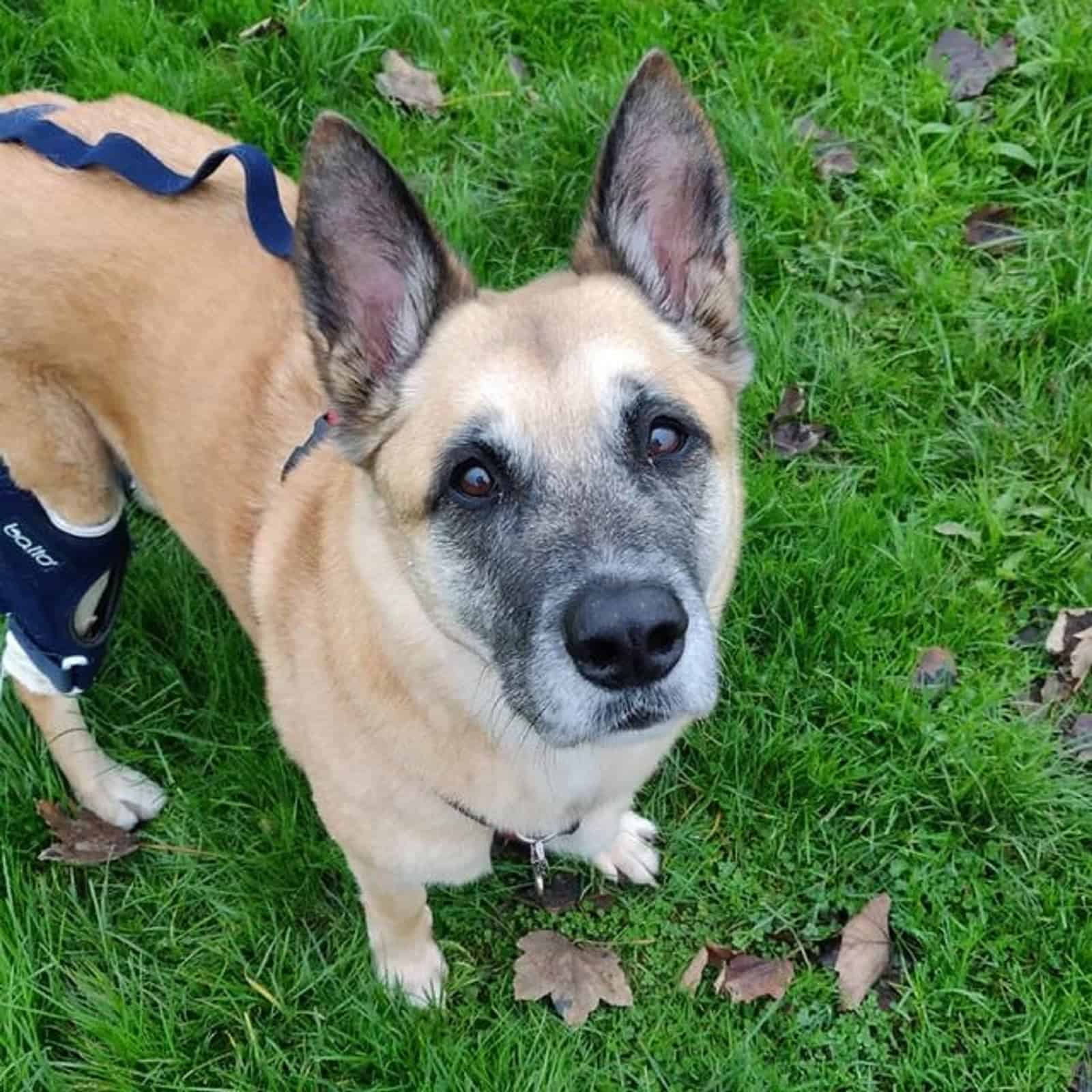 shepkita dog looking into camera