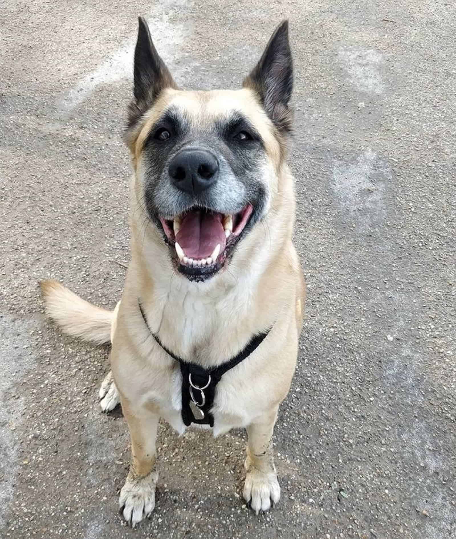 shepkita dog looking in into camera