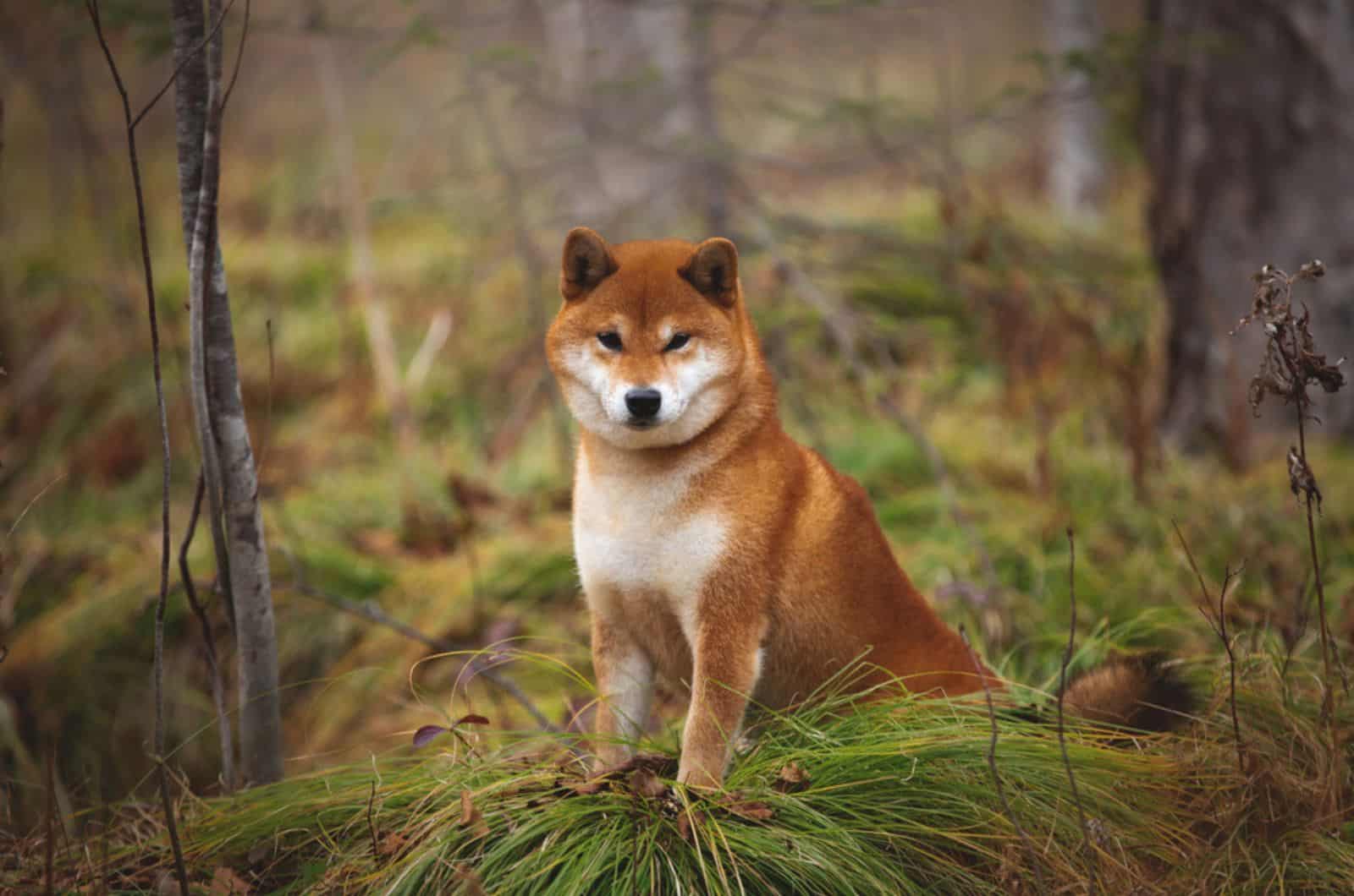 shiba inu dog in forest