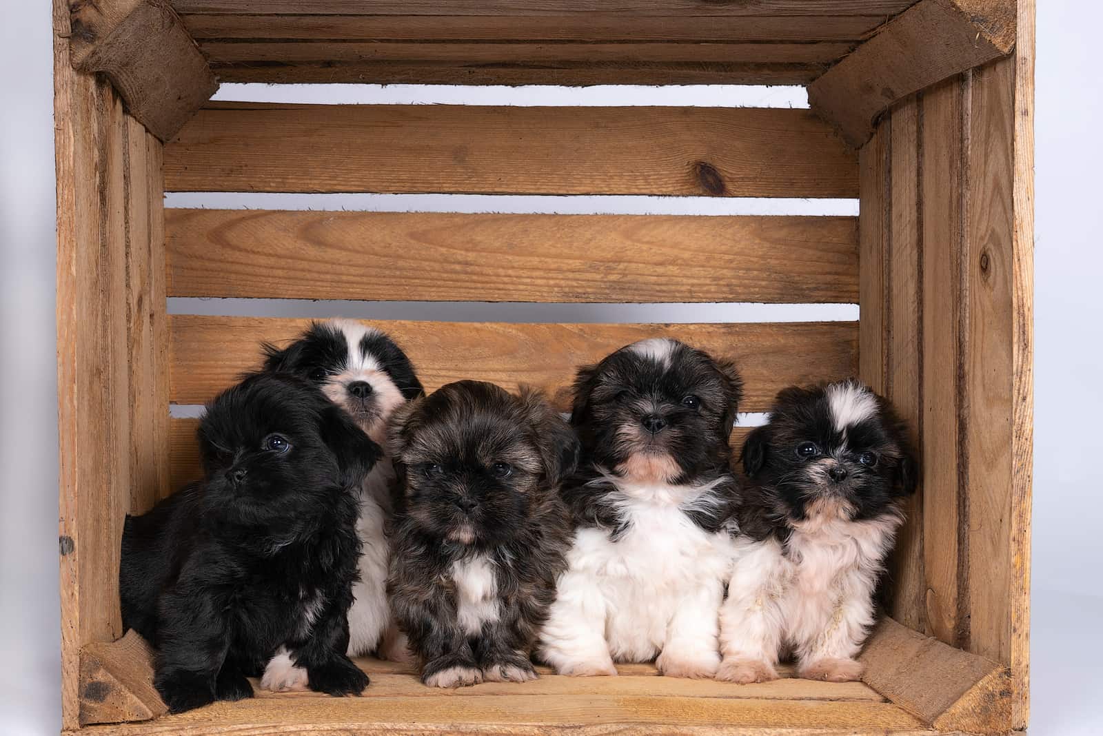 shih tzu puppies sitting together in a wooden crate