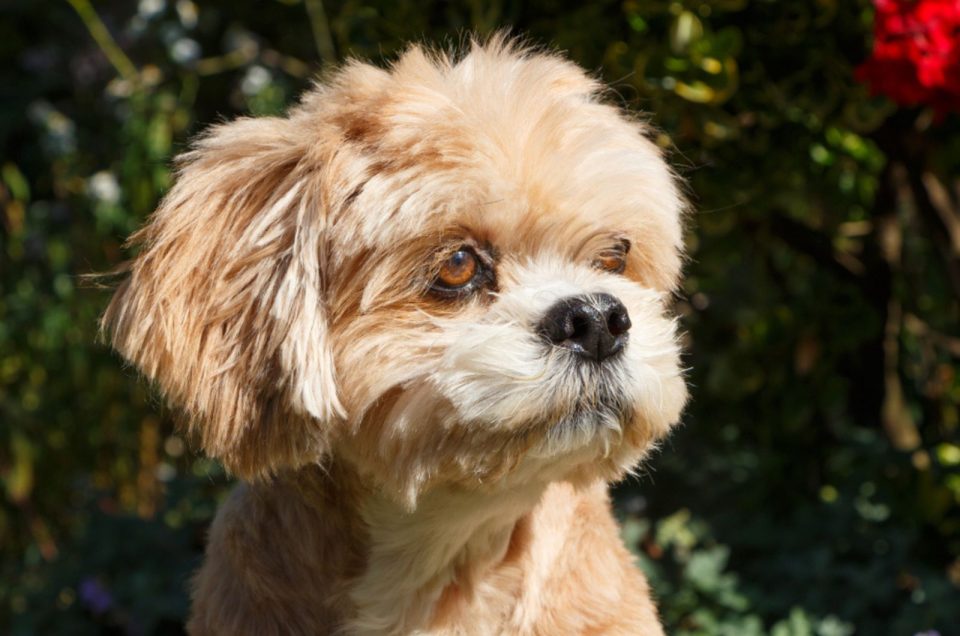 Short Hair Lhasa Apso Snuggly Coats And Adorable Faces