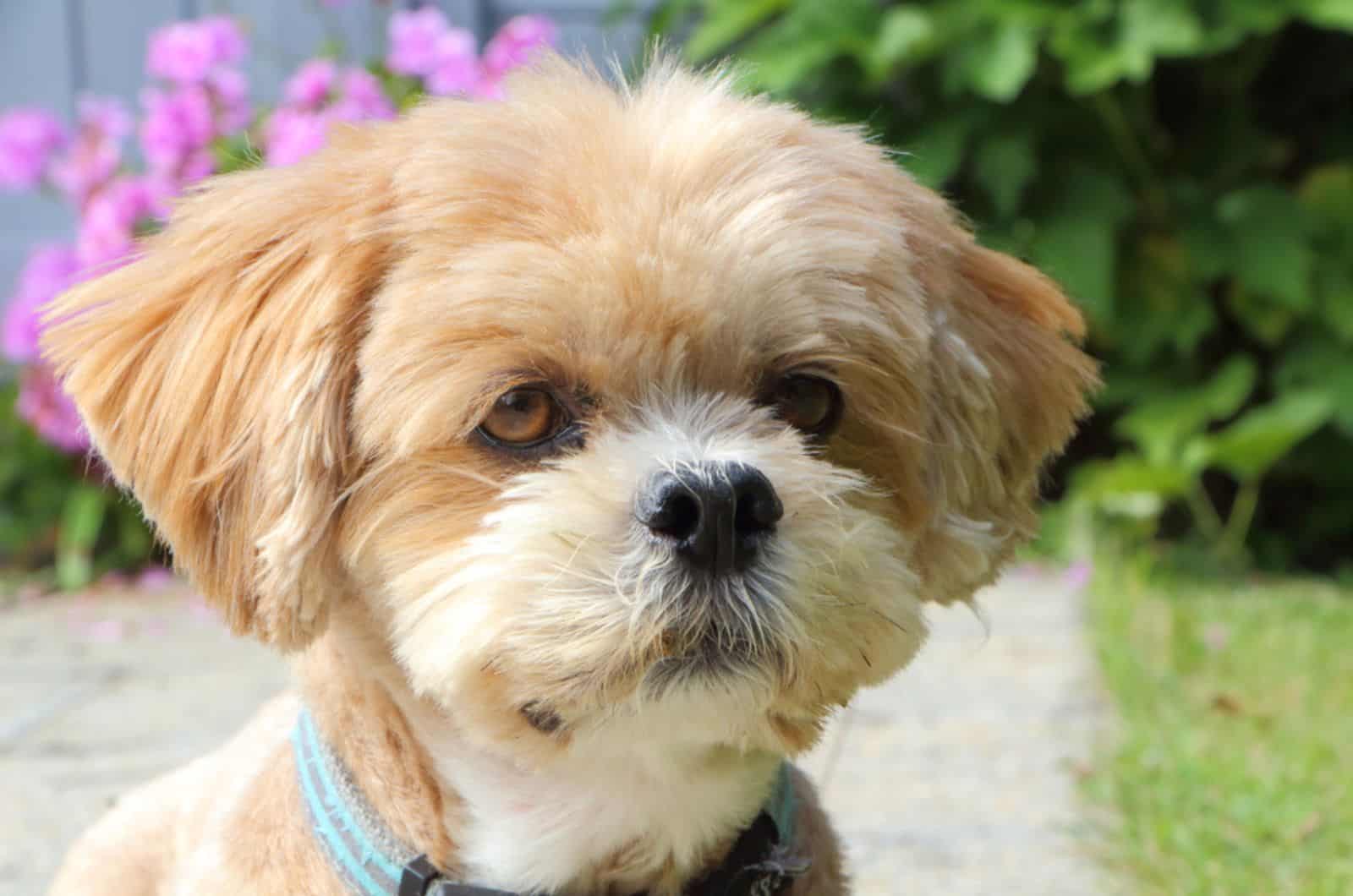 short hair lhasa apso dog sitting in the garden on sunny day