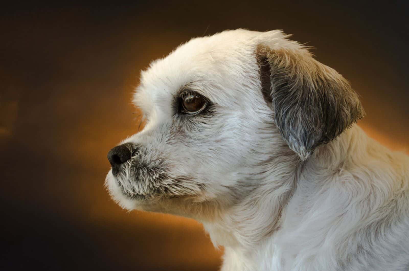 short hair lhasa apso profile