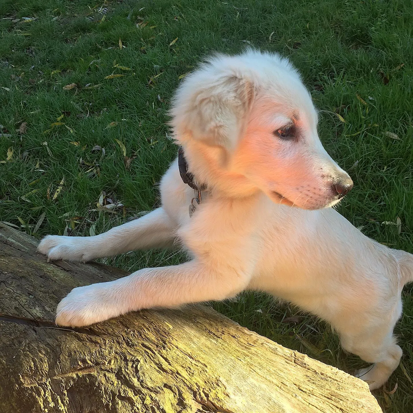 shorthaired golden retriever puppy standing on the piece of wood