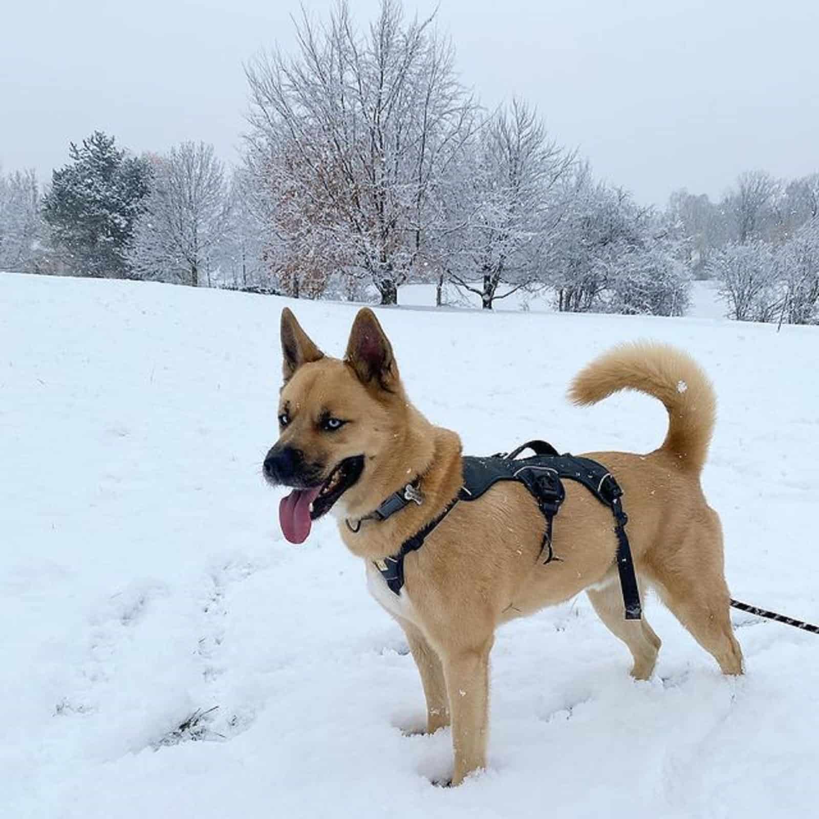 siberian husky akita dog in the snow