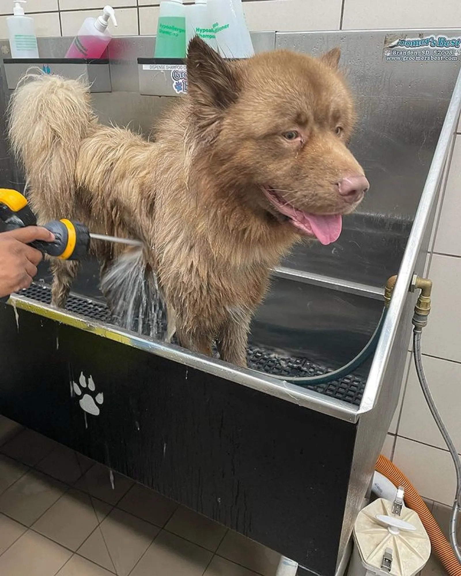 siberian husky akita having bath at grooming salon