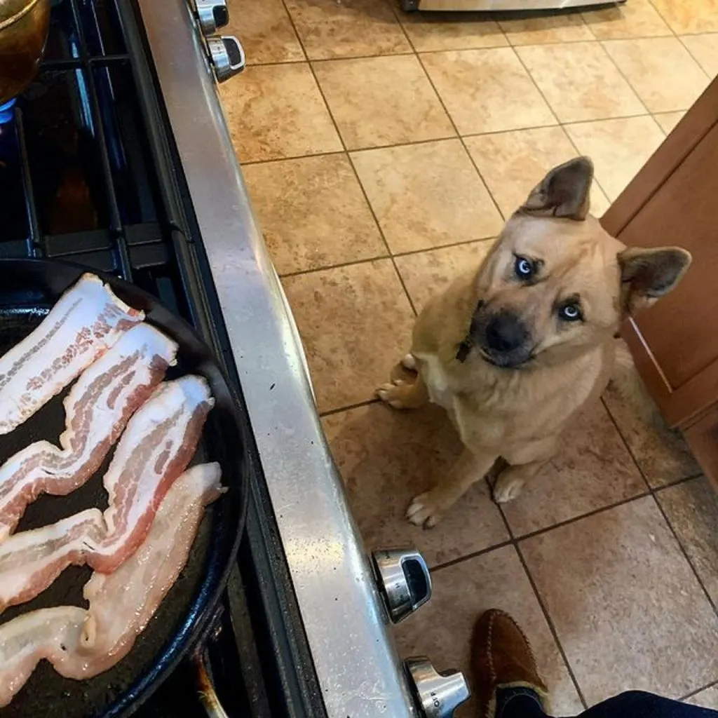 siberian husky akita looking at bacon on the stove