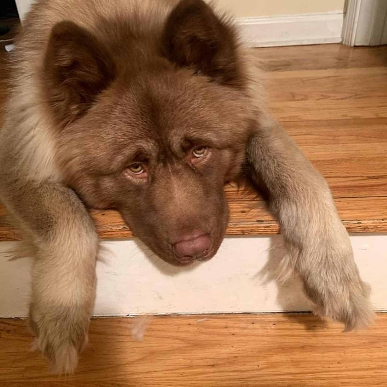 siberian husky akita lying down on the floor