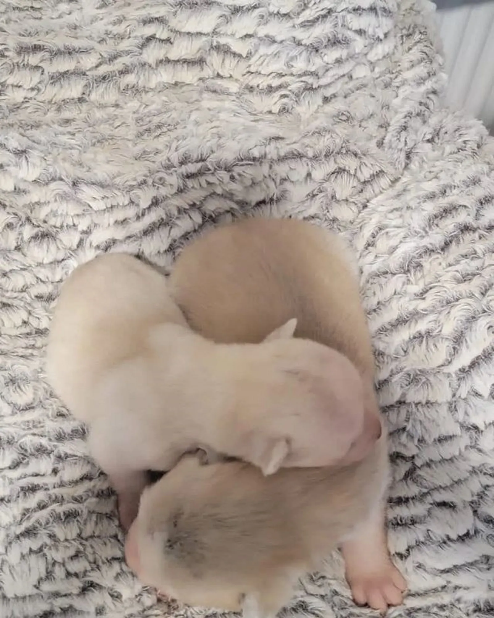 siberian husky akita puppies sleeping in the bed