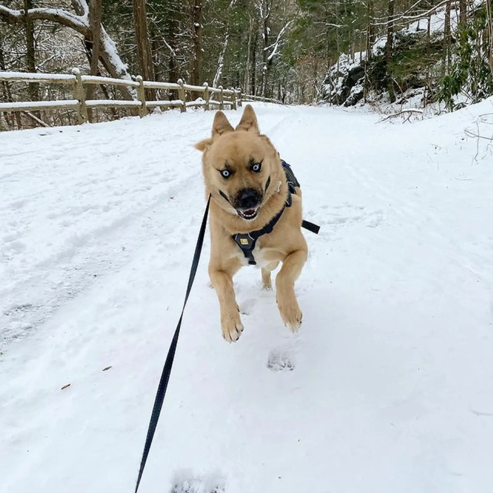 siberian husky akita running in the snow