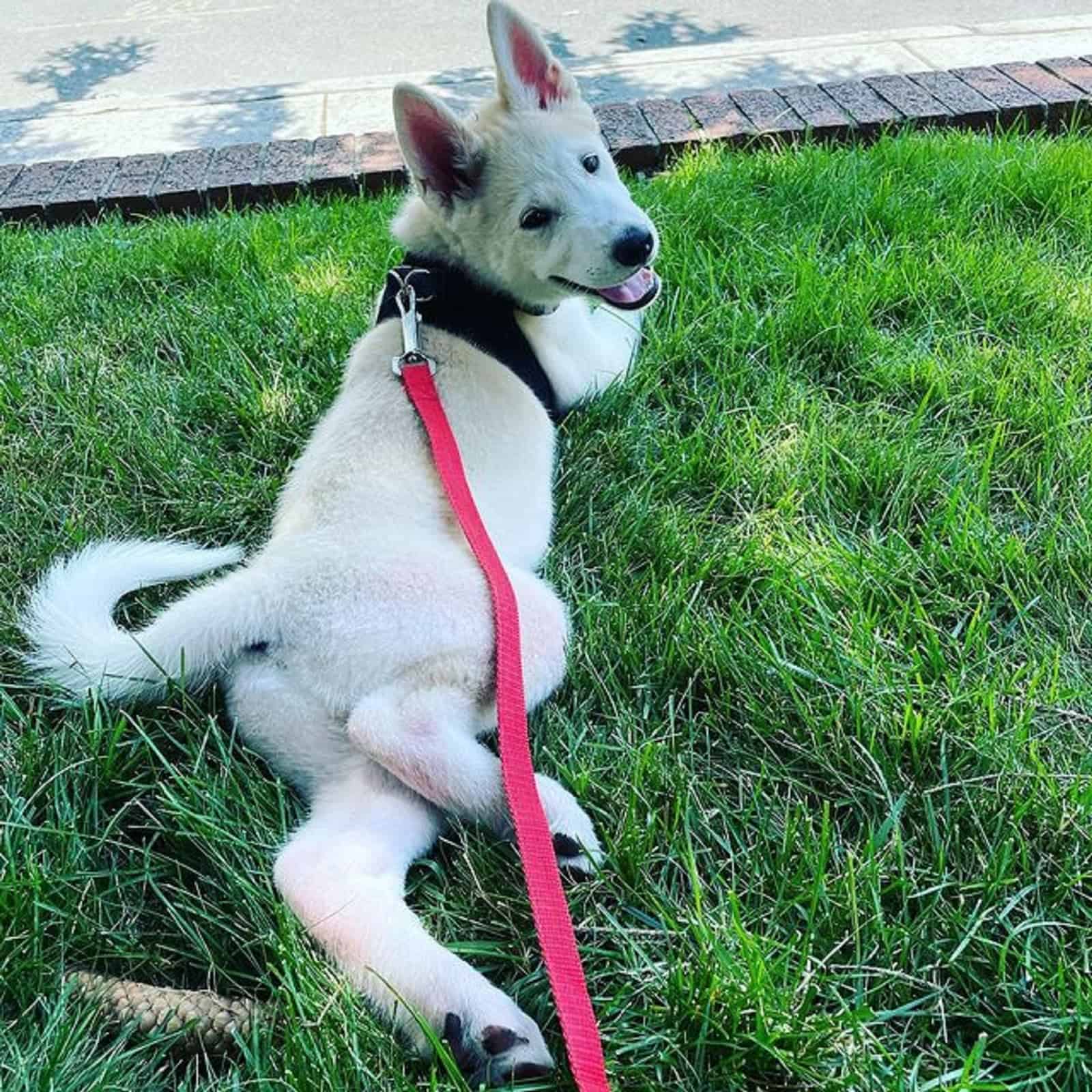 siberian husky akita lying on the grass