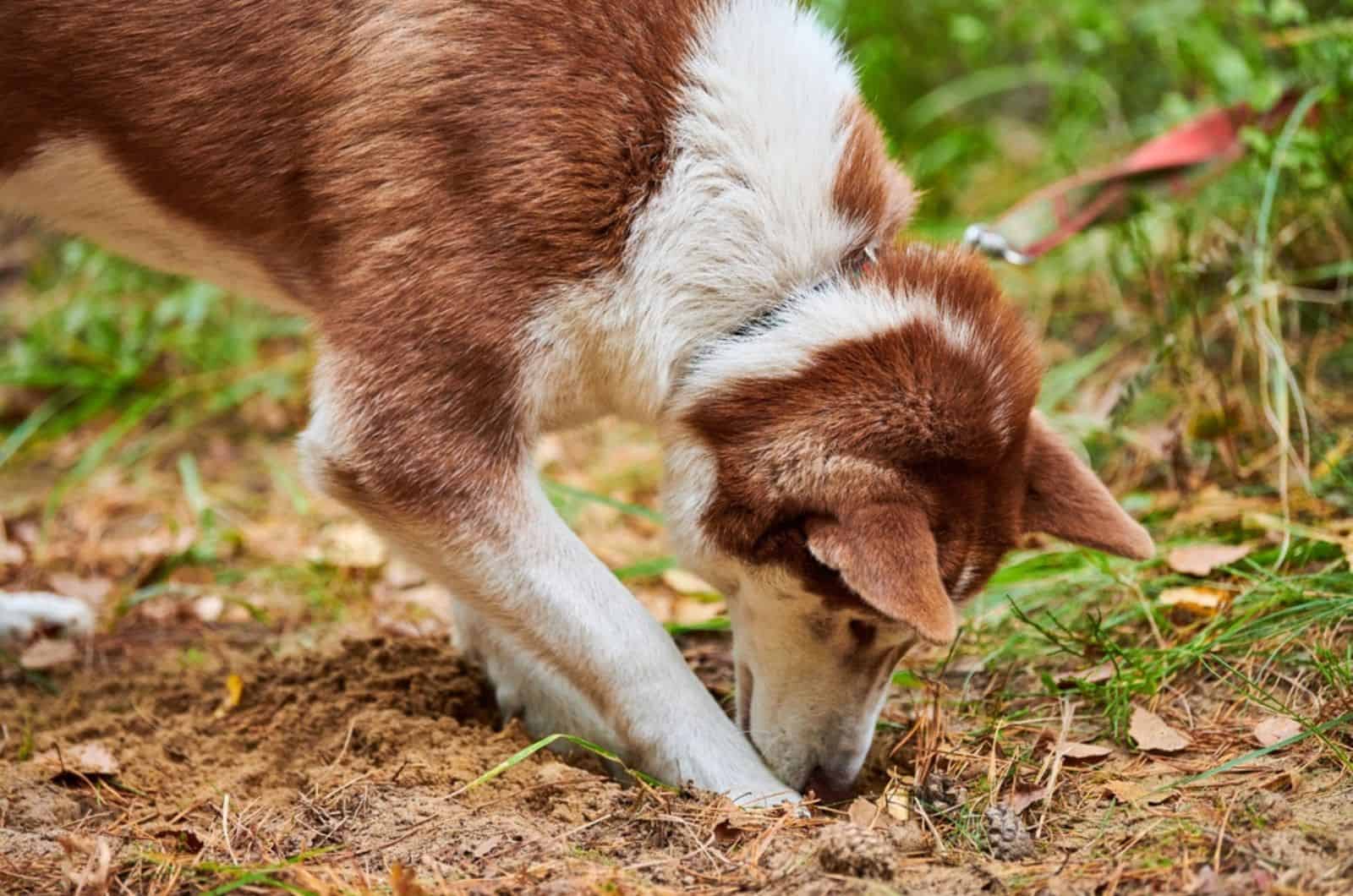 siberian husky dog digging ground and sniffing