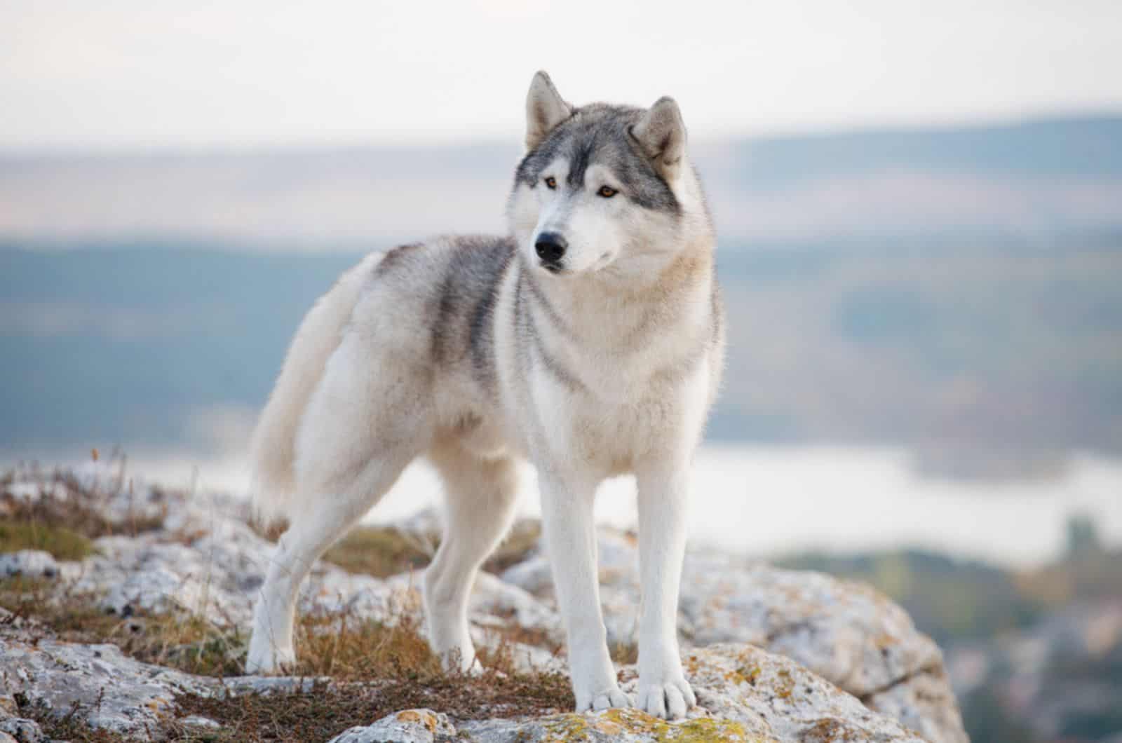 siberian husky standing on the rock