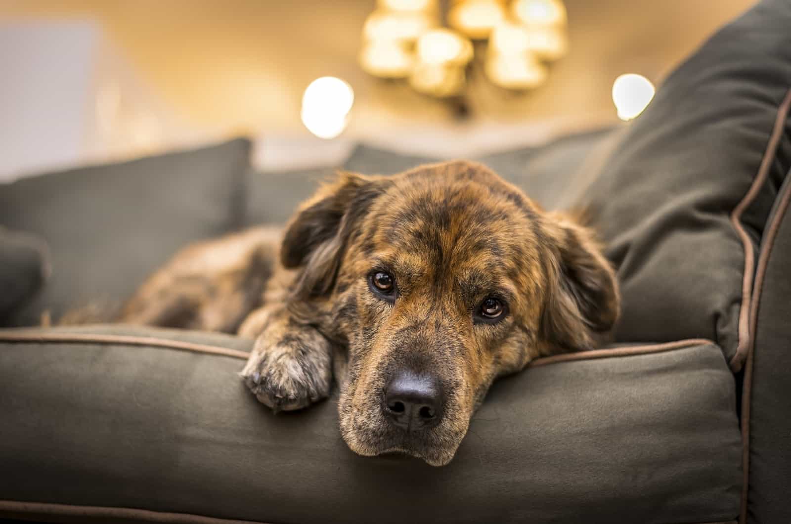 sick dog looking at camera