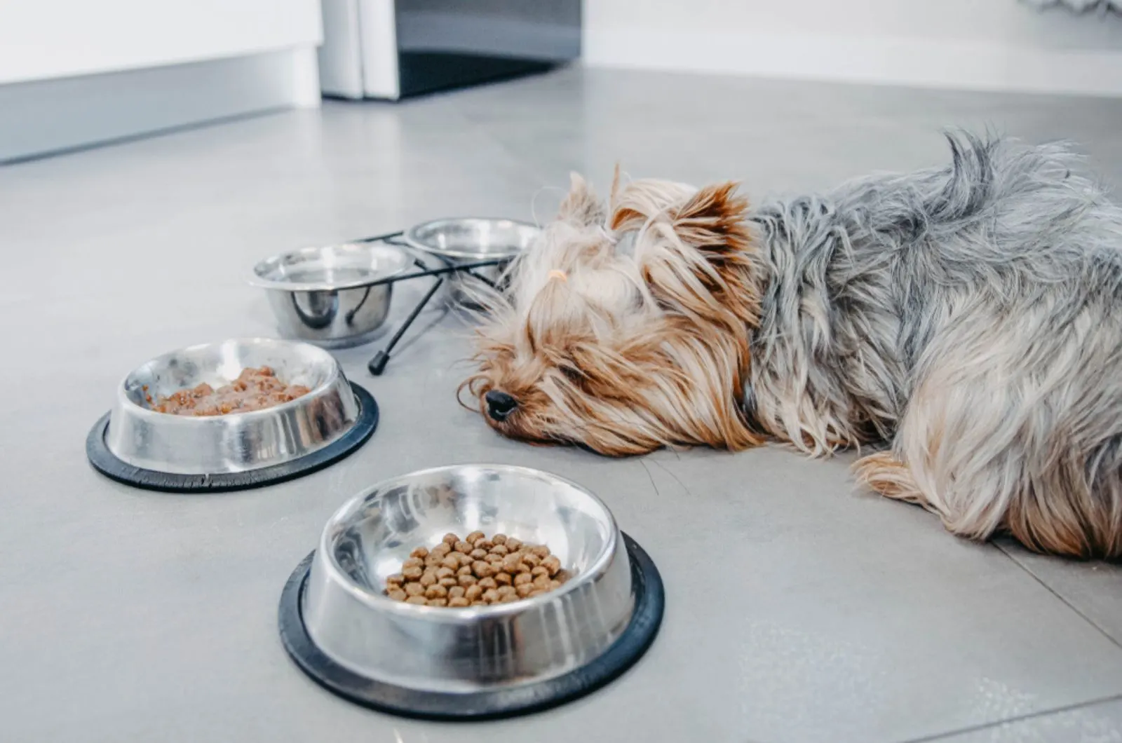 sick dog refusing to eat lying beside a bowls with food