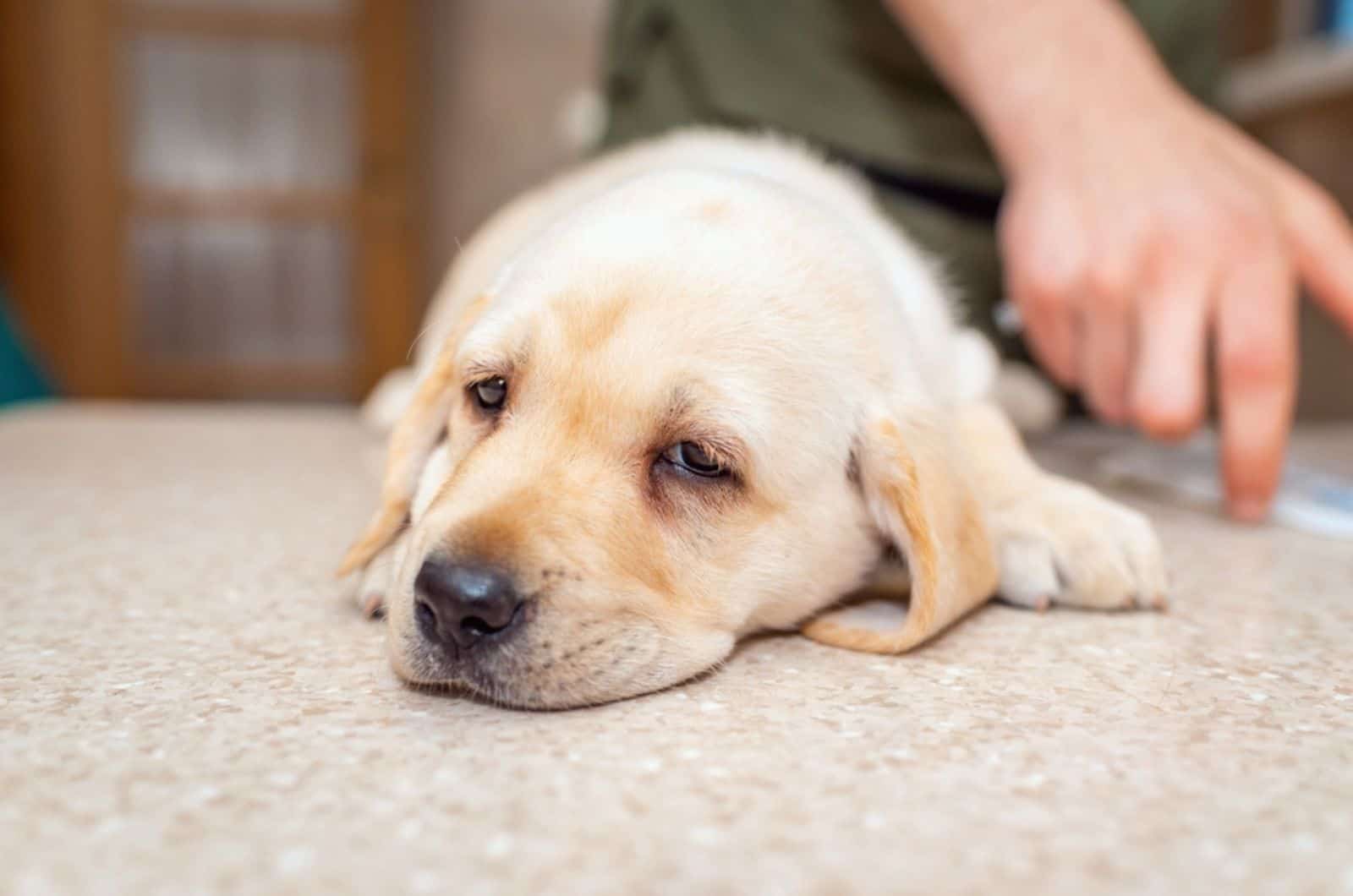 sick labrador puppy lying on the floor