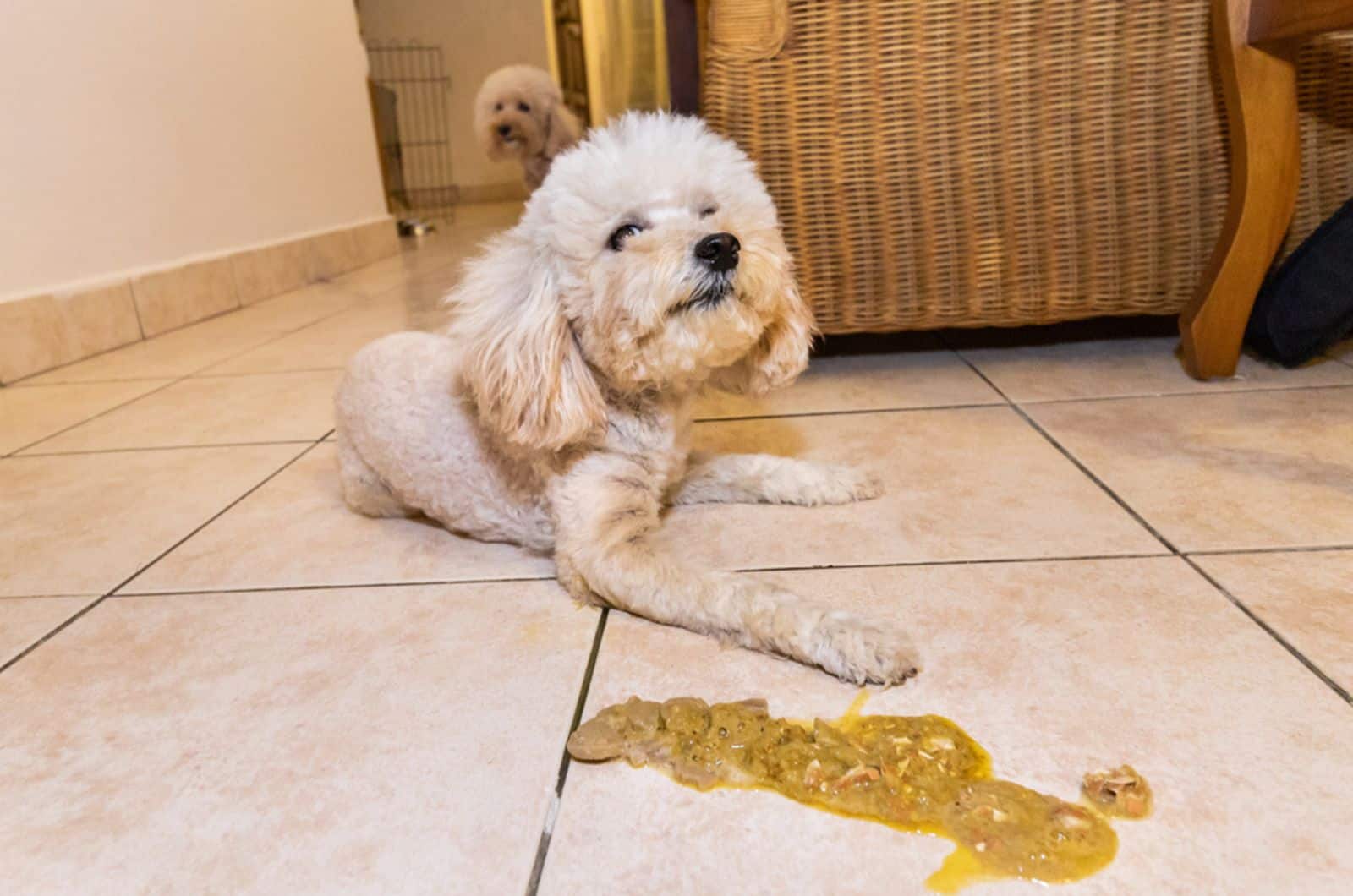 sick unwell poodle dog with vomit on the floor