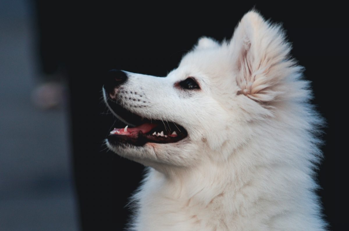 Meet 5 American Eskimo Breeders And The Affordable Eskie