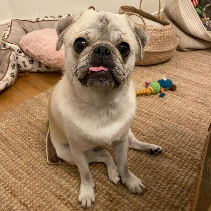 Silver Fawn Pug A Silver Dog With A Heart Of Gold