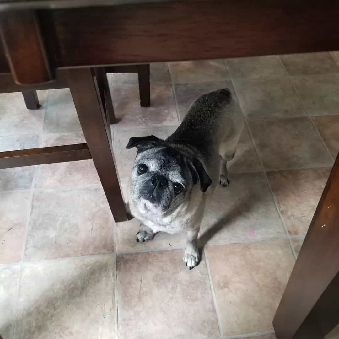 silver fawn pug dog