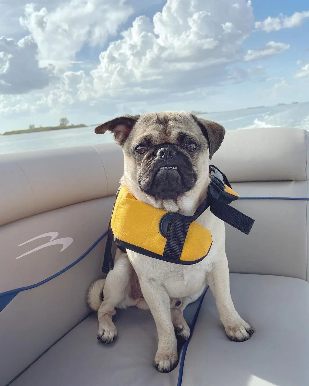 silver fawn pug on a boat