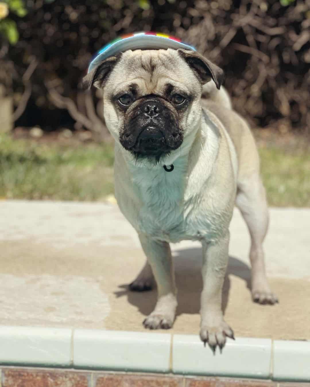 silver fawn pug on a pool