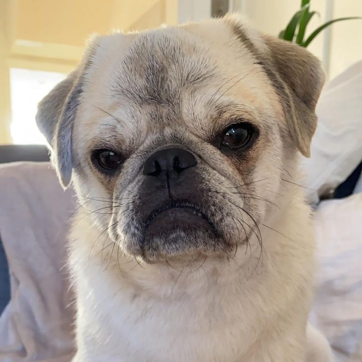 Silver Fawn Pug – A Silver Dog With A Heart Of Gold