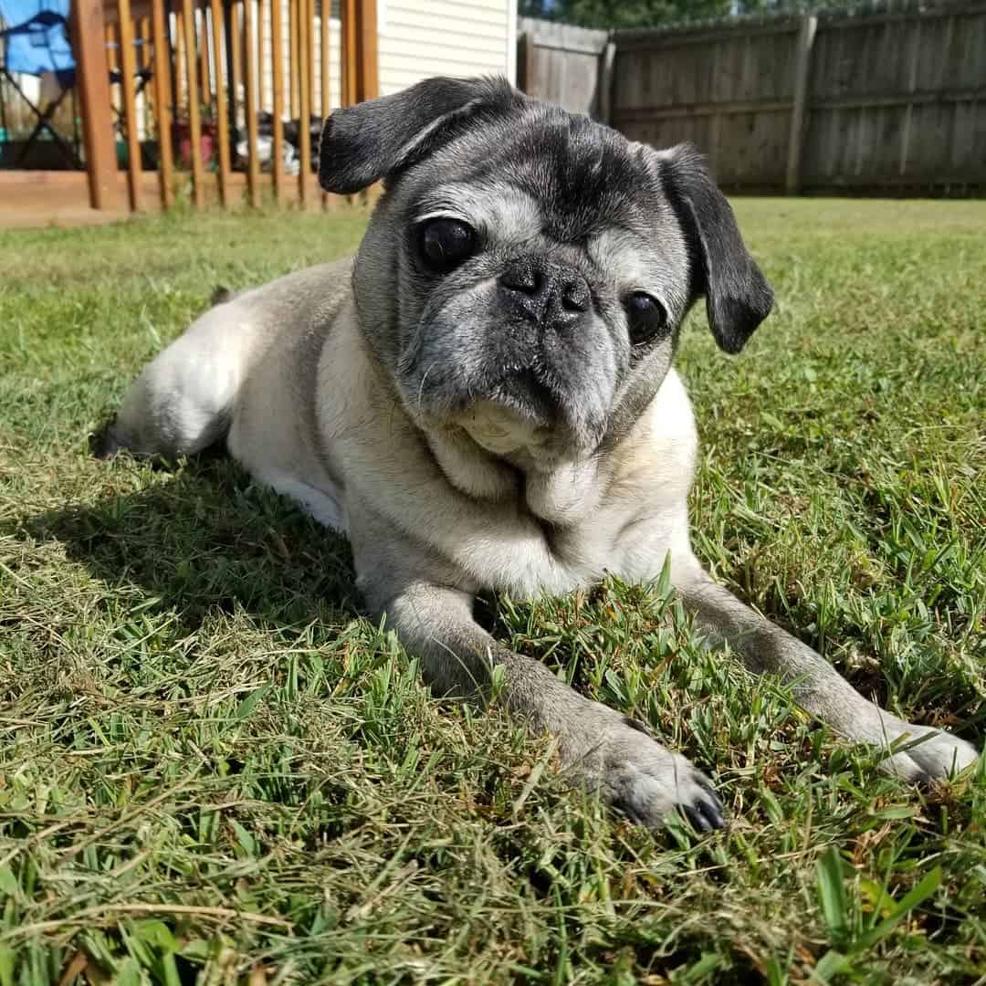 silver fawn pug