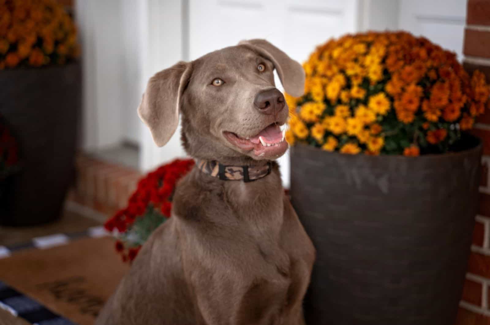 silver lab sitting in front of the house