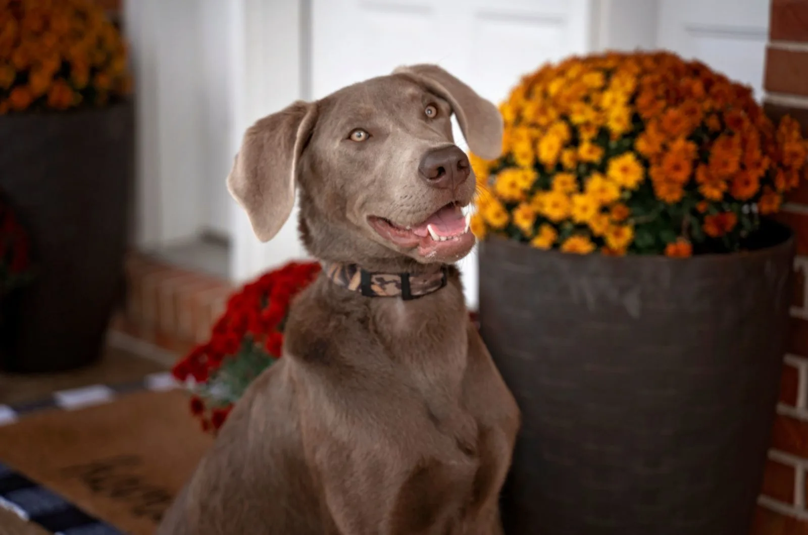silver lab sitting in front of the house