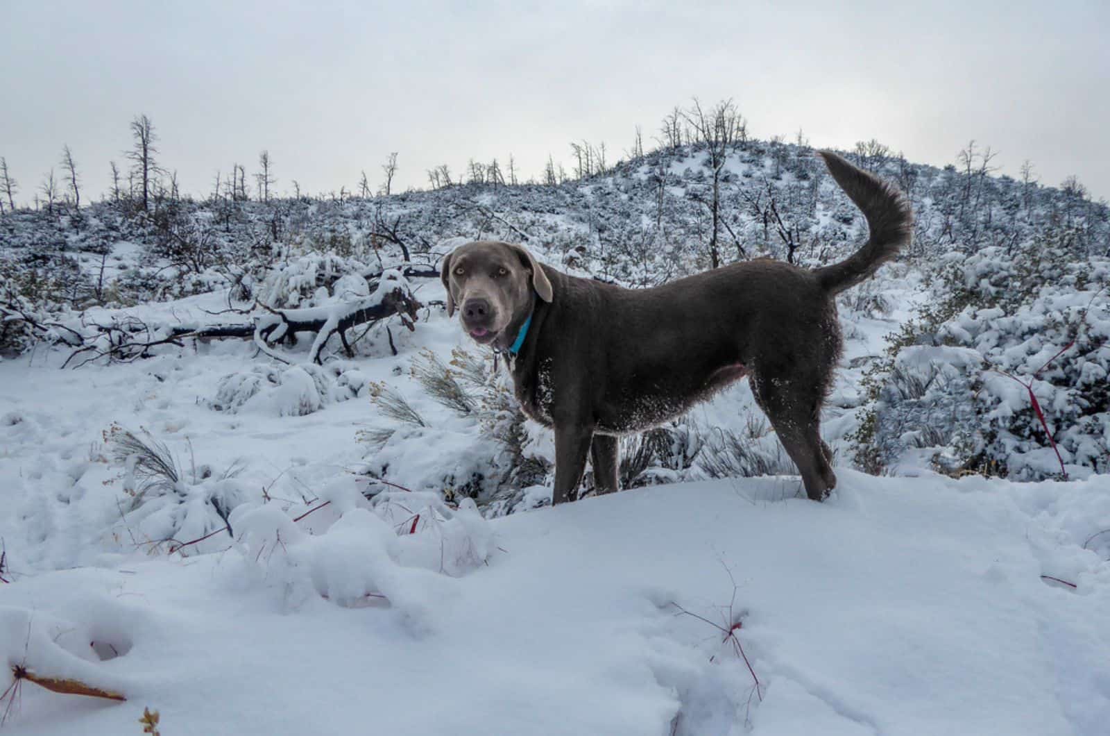 silver labrador dog standing in the snow