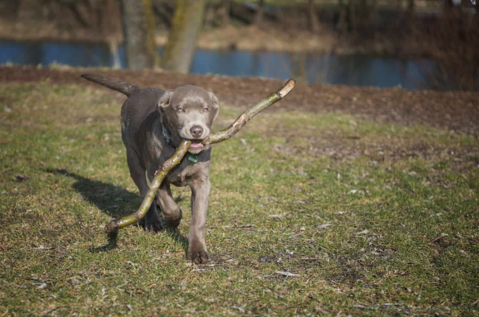 silver labrador playing with a stick ourdoors