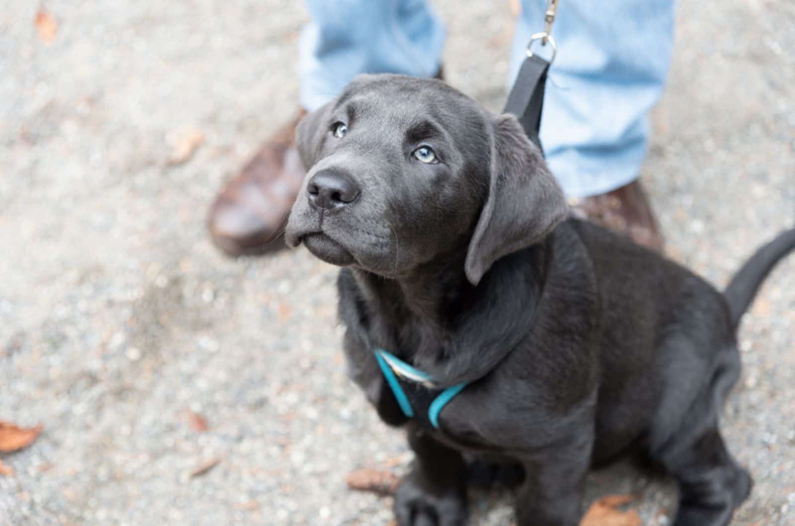 silver labrador puppy on a leash