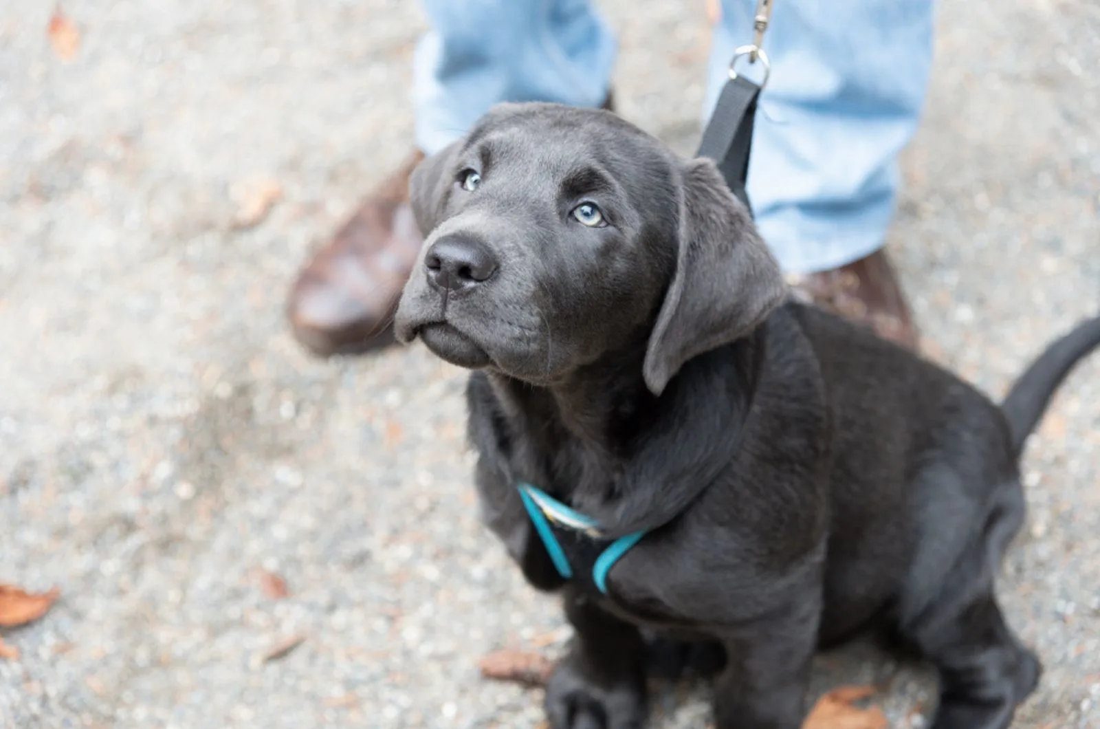 silver labrador puppy on a leash