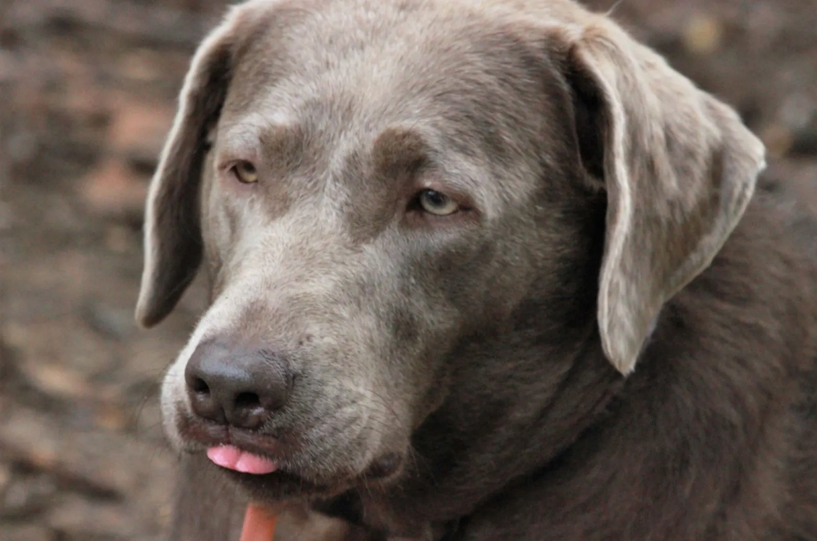 silver labrador retriever with tongue sticking out