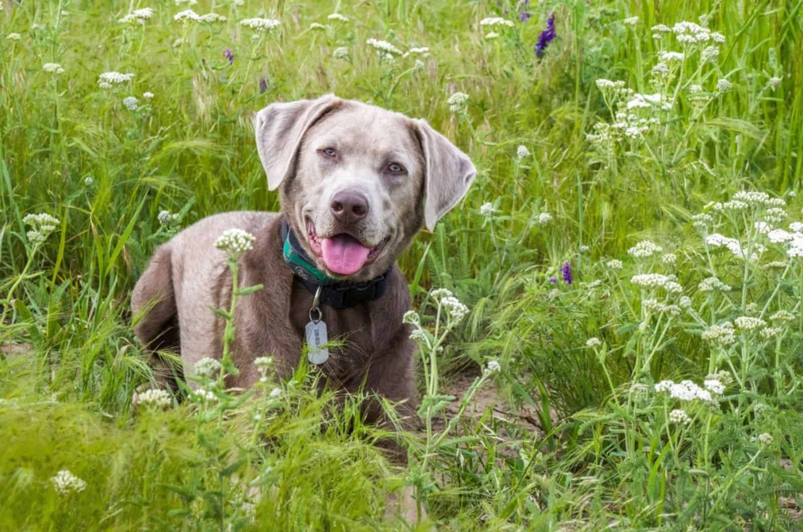 silver labrador sitting in a field of wildflowers