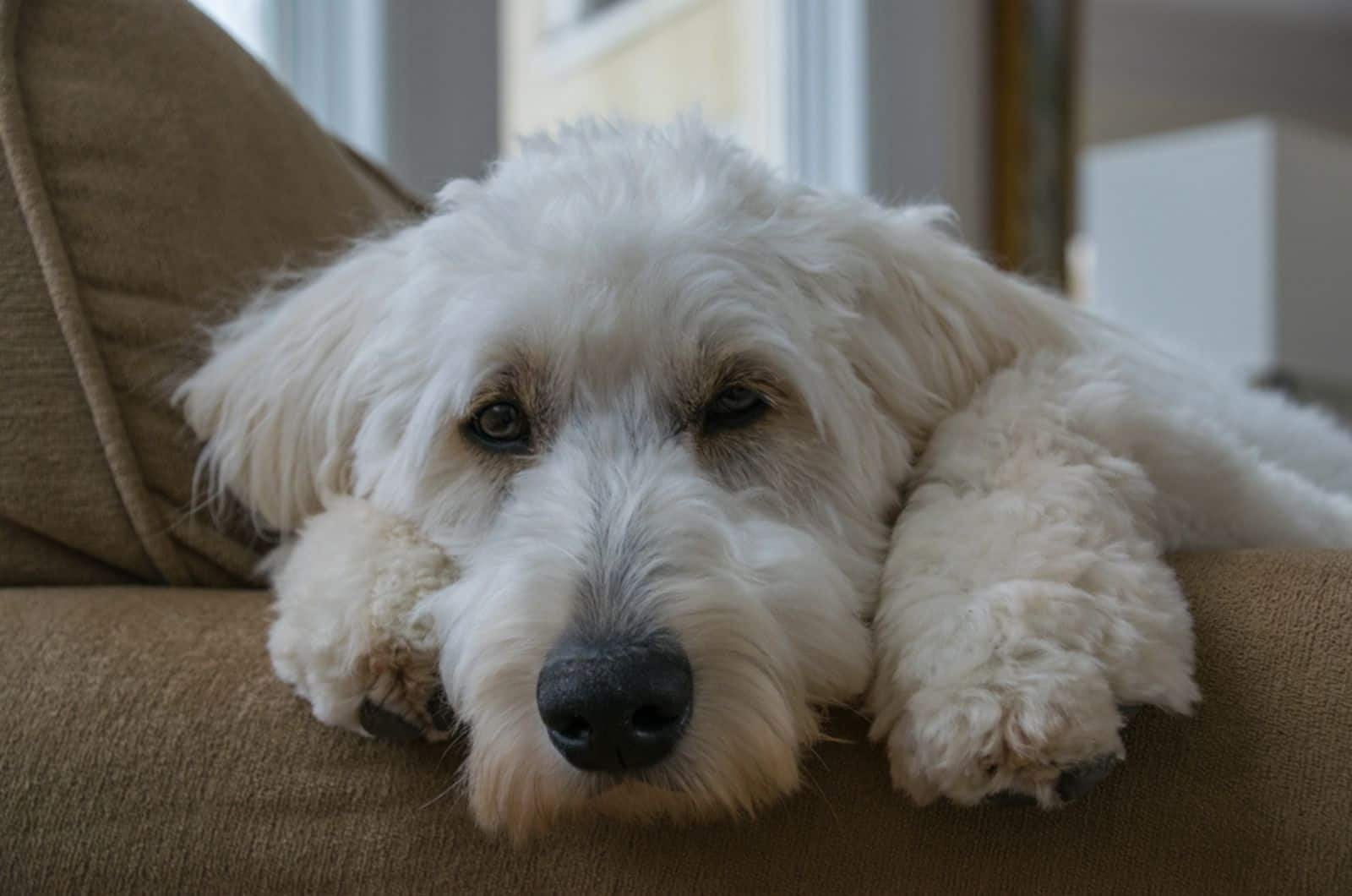 sleepy white goldendoodle on the couch