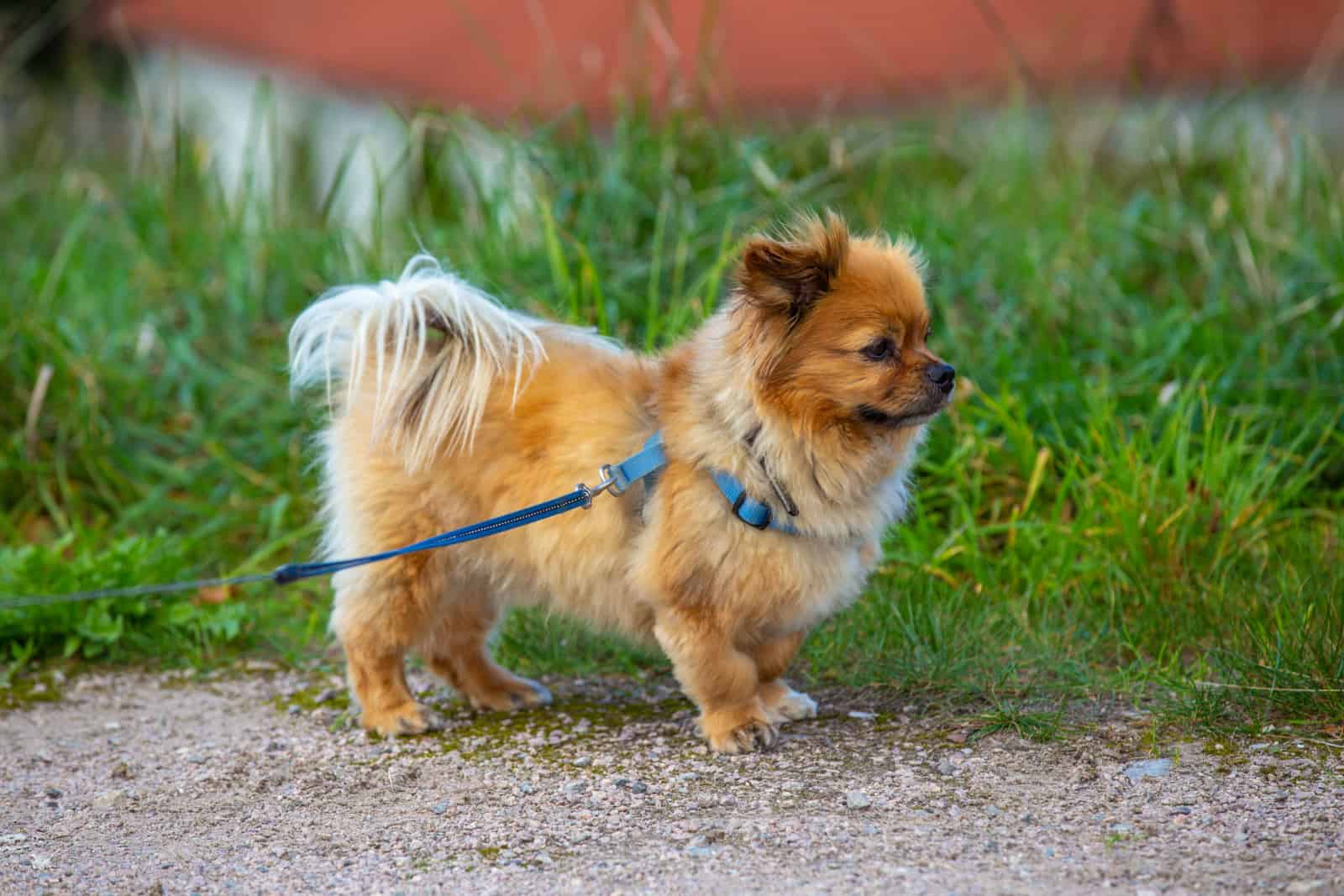 small affenpinscher dog breed on a leash