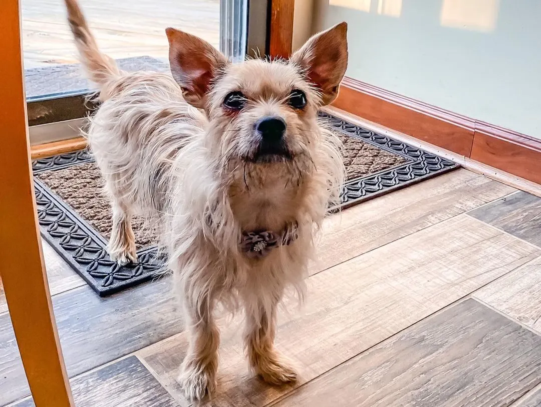 small cairn terrier chihuahua mix