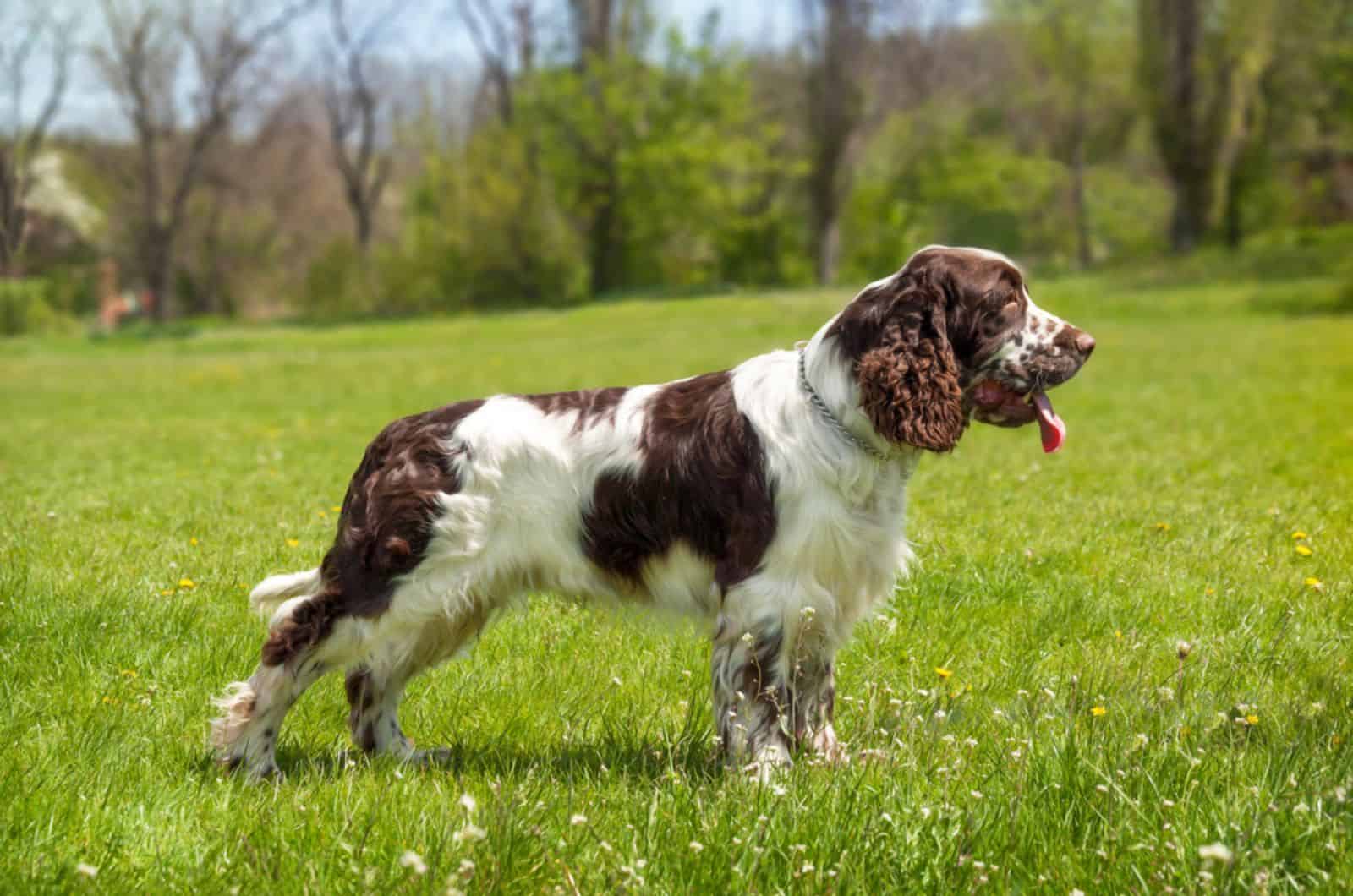 springer spaniel dog standing on a meadow
