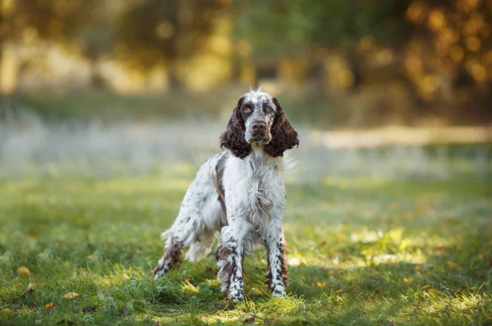 springer spaniel in the park