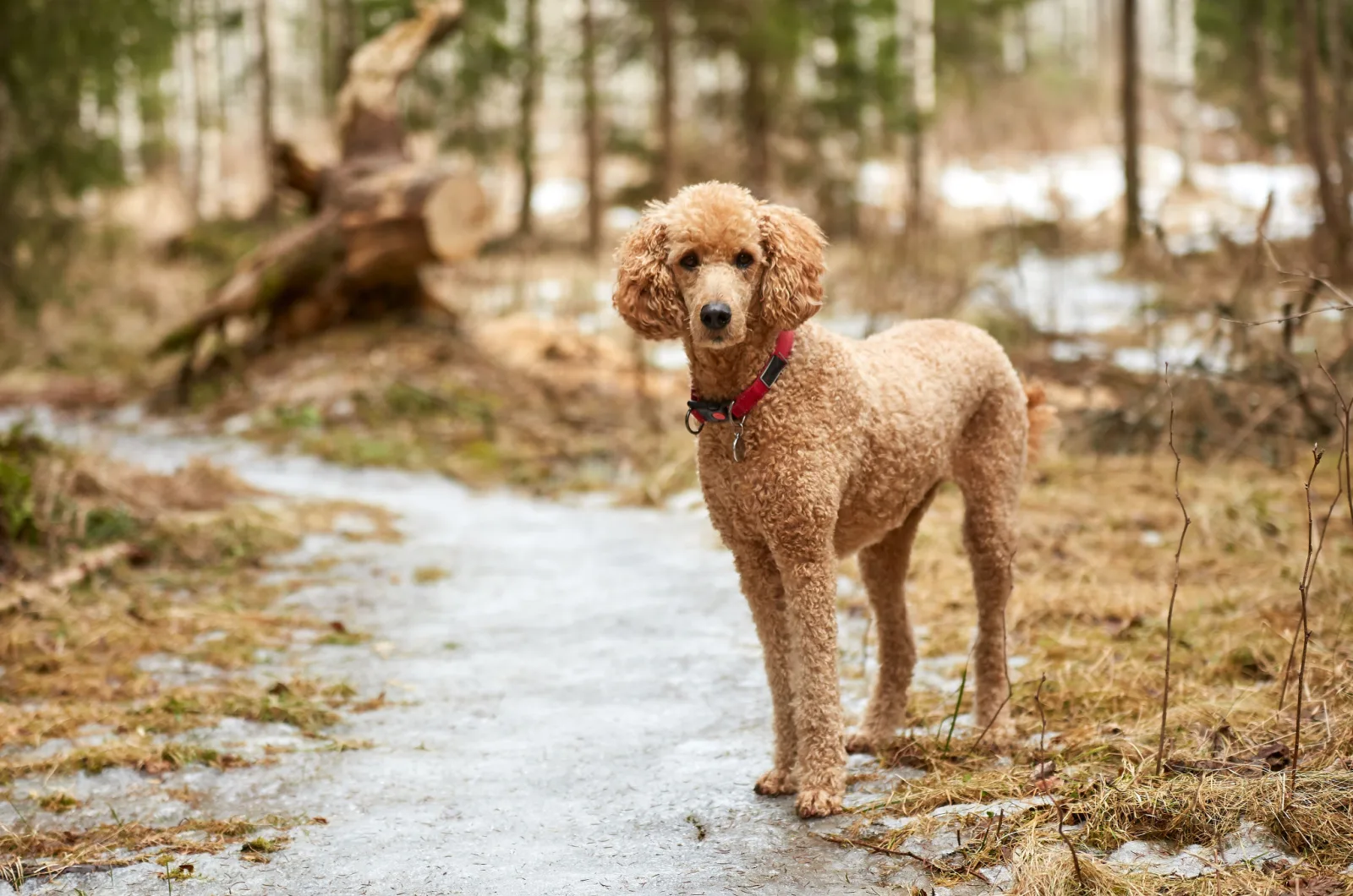 standard poodle in nature