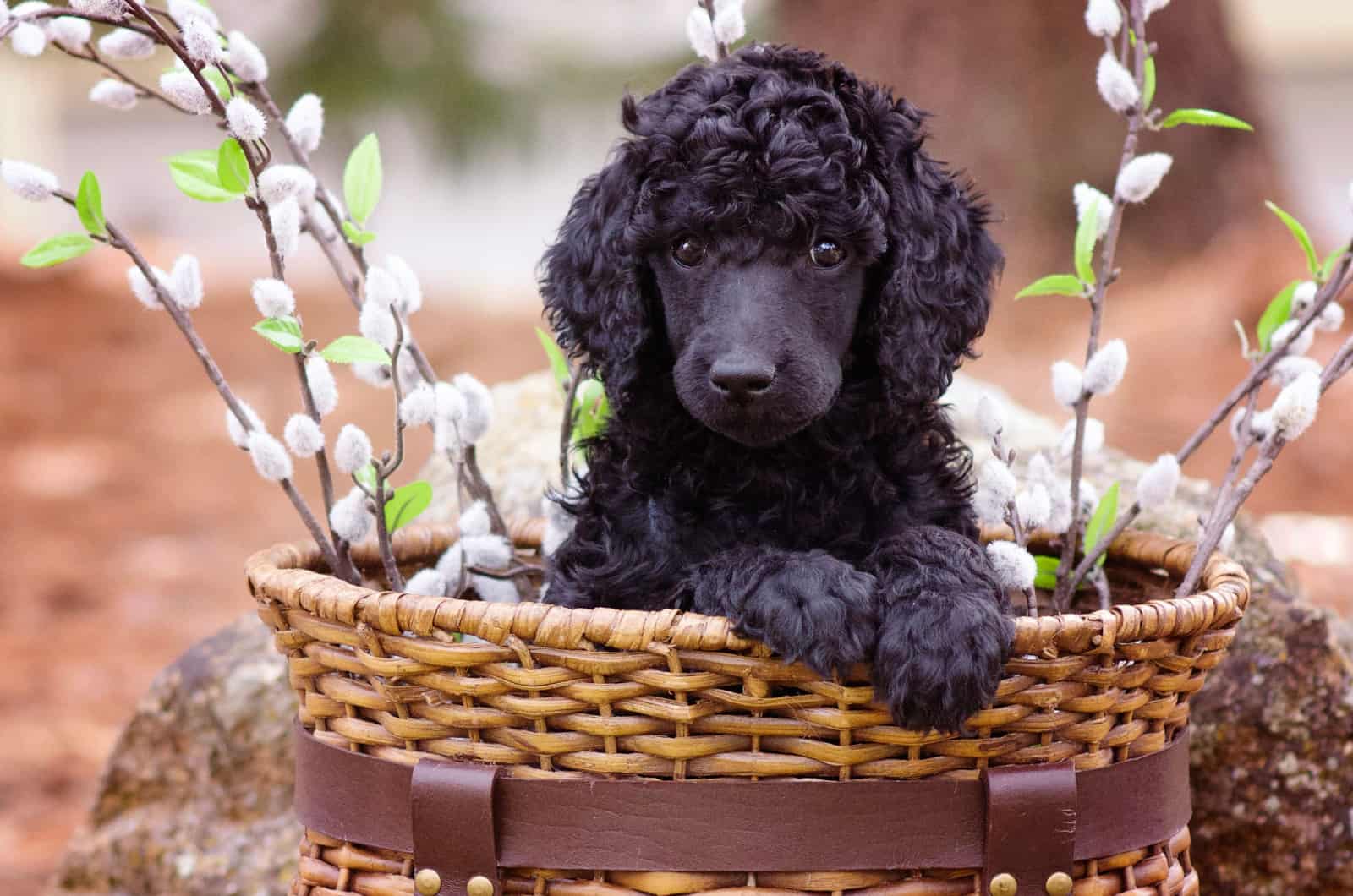 standard poodle puppy