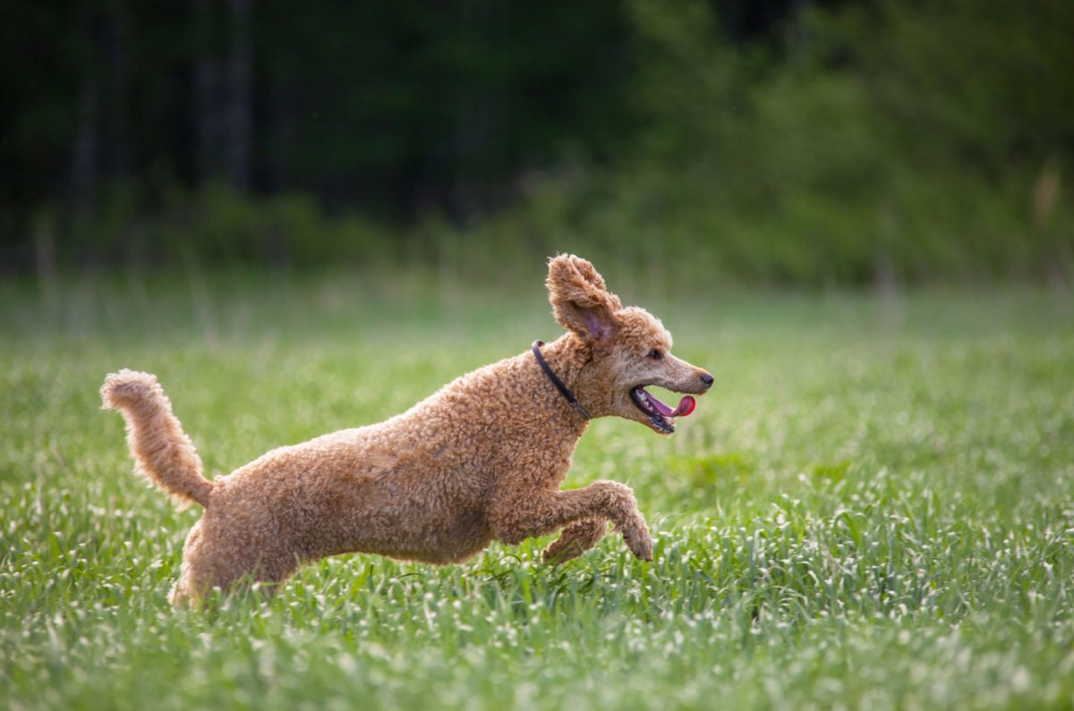 The Top 12 Poodle Breeders In Oregon Places To Get Poodles