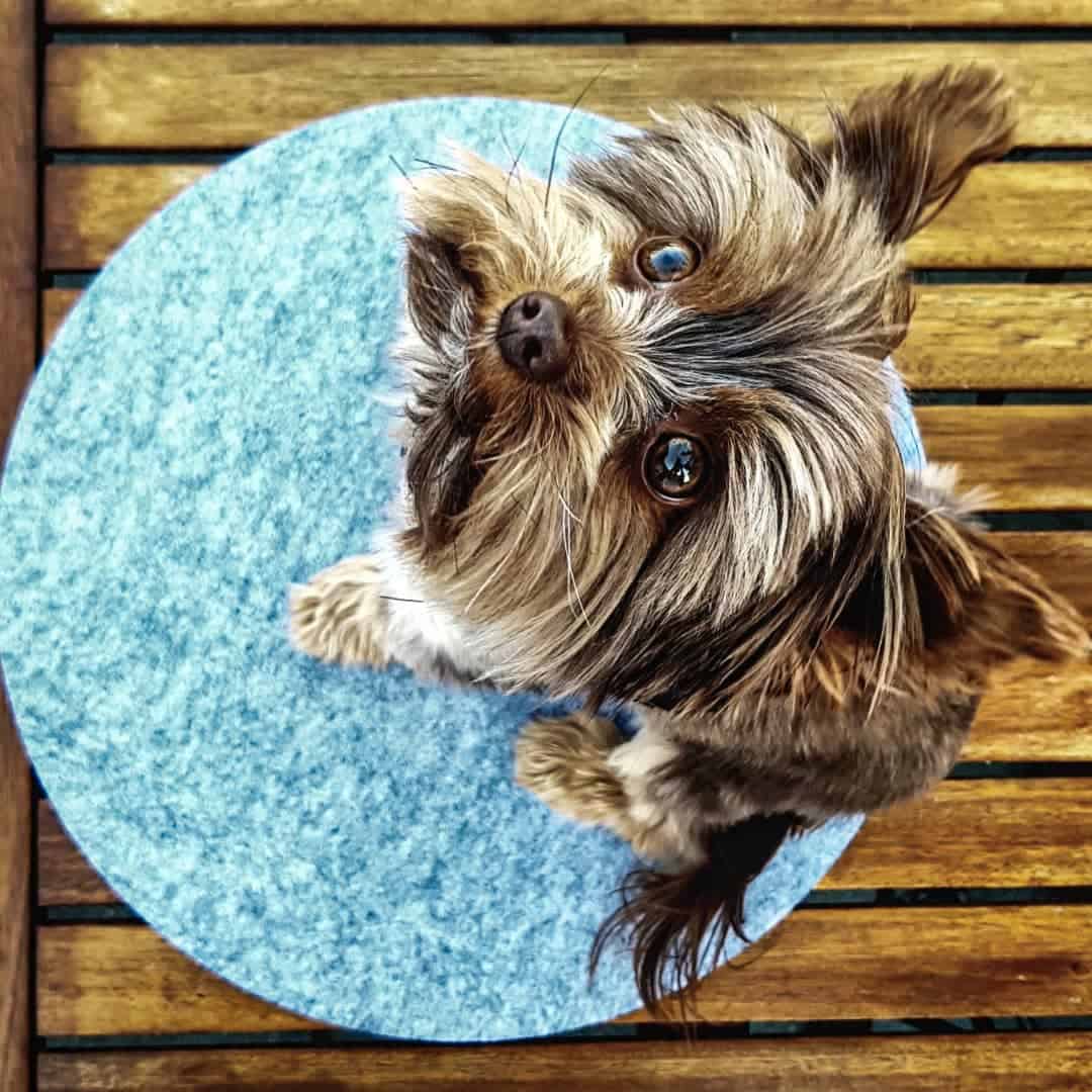 teacup bewier terrier looking up