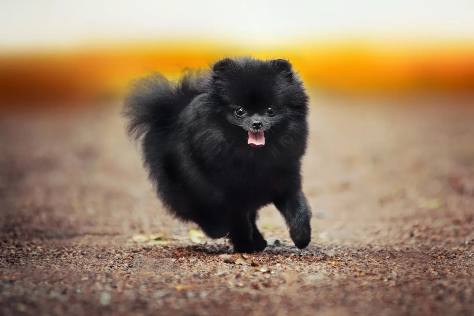 the beautiful black pomeranian is running