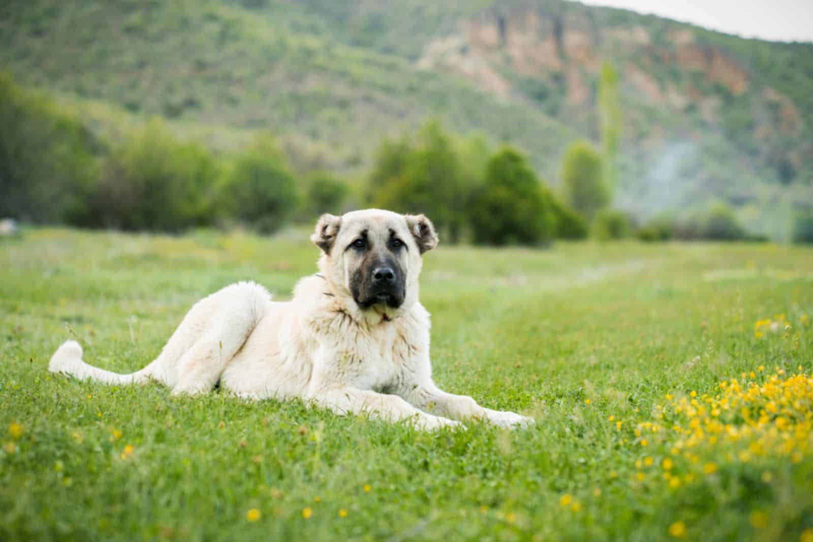 beautiful kangal lies in the grass