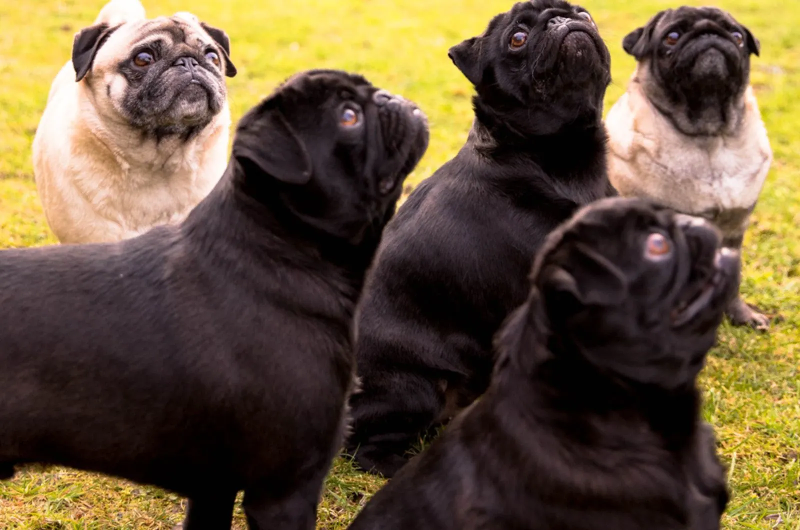three black and two fawn pugs on the lawn