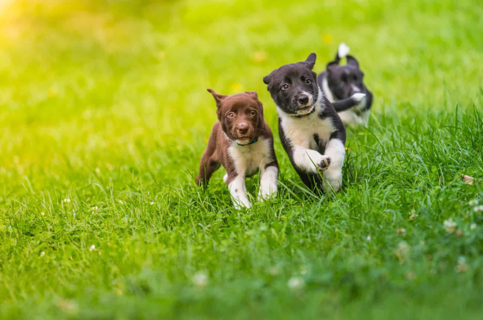 three border collie puppies running on the lawn