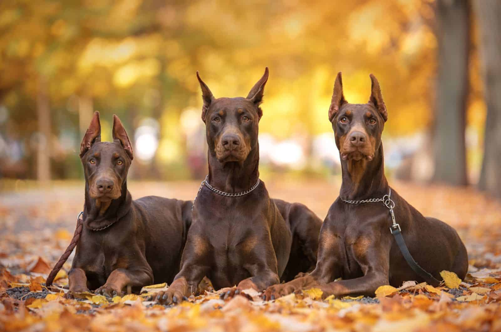 three doberman pincher dogs in teh park